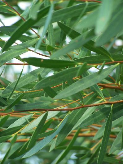Flore et sens Huile Essentielle d’Eucalyptus 20 ml