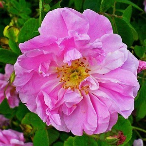 Flore et sens Hydrolat de rose 100 ml